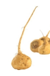 Maca