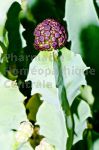 Caralluma Extrait Plantes Fraîches - EPS