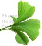 Ginkgo biloba Extrait Plantes Fraîches - EPS