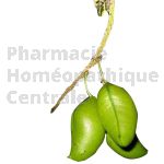 Griffonia Extrait Plantes Fraîches - EPS