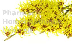 EPS hamamelis circulation jambes lourdes