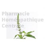 Orthosiphon Extrait Plantes Fraîches - EPS