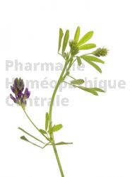 EPS alfalfa menopause bouffées de chaleur