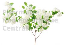 AUBEPINE  en vrac (Crataegus monogyna)