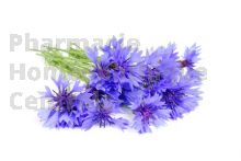 BLEUET en vrac (Centaurea cyanus)