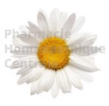 CAMOMILLE ROMAINE en vrac (Anthemis nobilis)