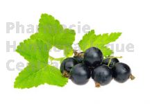 CASSIS en vrac (Ribes nigrum)