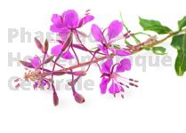 EPILOBE  en vrac (Epilobium parviflorum)