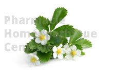 FRAISIER en vrac (Fragaria vesca)