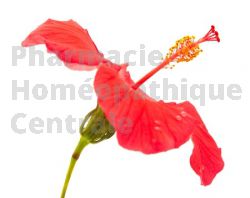 HIBISCUS Fleur coupée