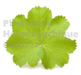 ALCHEMILLE VULGAIRE en vrac ( Alchemilla vulgaris)