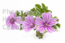 MAUVE SYLVESTRE en vrac (Malva sylvestris)