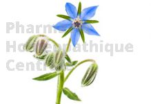 BOURRACHE en vrac (Borago officinalis)