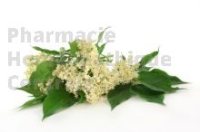 SUREAU en vrac (Sambucus nigra)