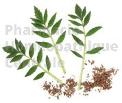 VALERIANE en vrac (Valeriana officinalis)