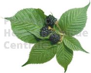 RONCE en vrac (Rubus fruticosus)