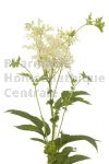 REINE DES PRES en vrac (Spirea ulmaria)