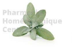 SAUGE OFFICINALE Feuille coupée