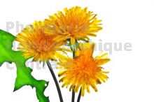 PISSENLIT en vrac (taraxacum officinale)