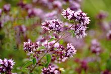 ORIGAN  en vrac (Origanum vulgare)