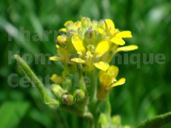 ERYSIMUM Plante coupée