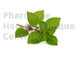 MENTHE POIVREE Feuille mondée