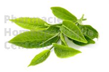 THE VERT  en vrac (Camellia sinensis)