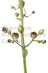 Scrofulaire Extrait Plantes Fraîches - EPS