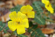 Tribulus Extrait Plantes Fraîches - EPS