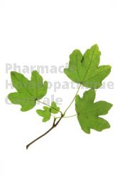 Acer campestre bourgeon cholestérol vésicule bilia
