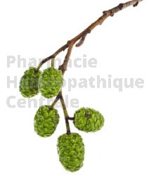 Alnus glutinosa bourgeon circulation sanguine