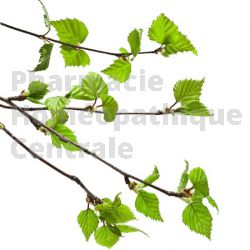 Betula pubescens bourgeons mal de dos articulation