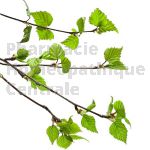 Betula pubescens bourgeon - bouleau