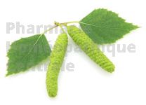Betula pubescens (chatons) bourgeon - bouleau