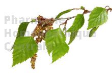 Betula verrucosa bourgeon - bouleau blanc
