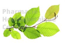 Carpinus betulus bourgeon - charme faux bouleau