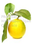 Citrus limonum bourgeon - citronnier