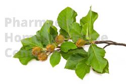 Fagus sylvatica bourgeon système immunitaire