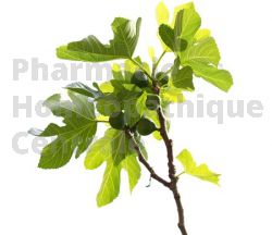 Ficus carica bourgeon stress angoisse