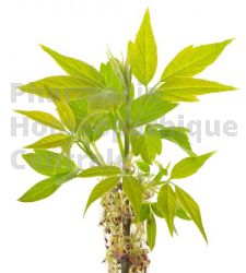 Fraxinus excelsior bourgeon rhumatisme drainage f