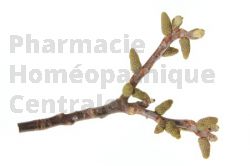 Juglans regia bourgeon eczema digestion allergie