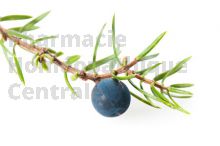 Juniperus communis bourgeon - génévrier commun
