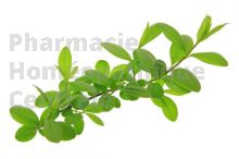 Ligustrum vulgare bourgeon - troène