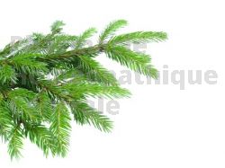 Pinus montana bourgeon arthrose osteoporose