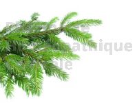 Pinus montana bourgeon - pin de montagne