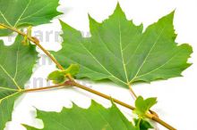 Platanus bourgeon - platane