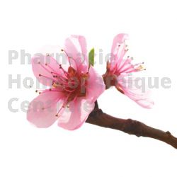 Prunus amygdalus bourgeon circulation hypertension