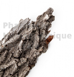 Bourgeon quercus pedonculata écorce fa
