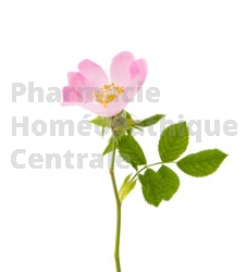 Eglantier Rosa canina bourgeon defense naturelle