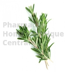 Rosmarinus officinalis bourgeon protection foie